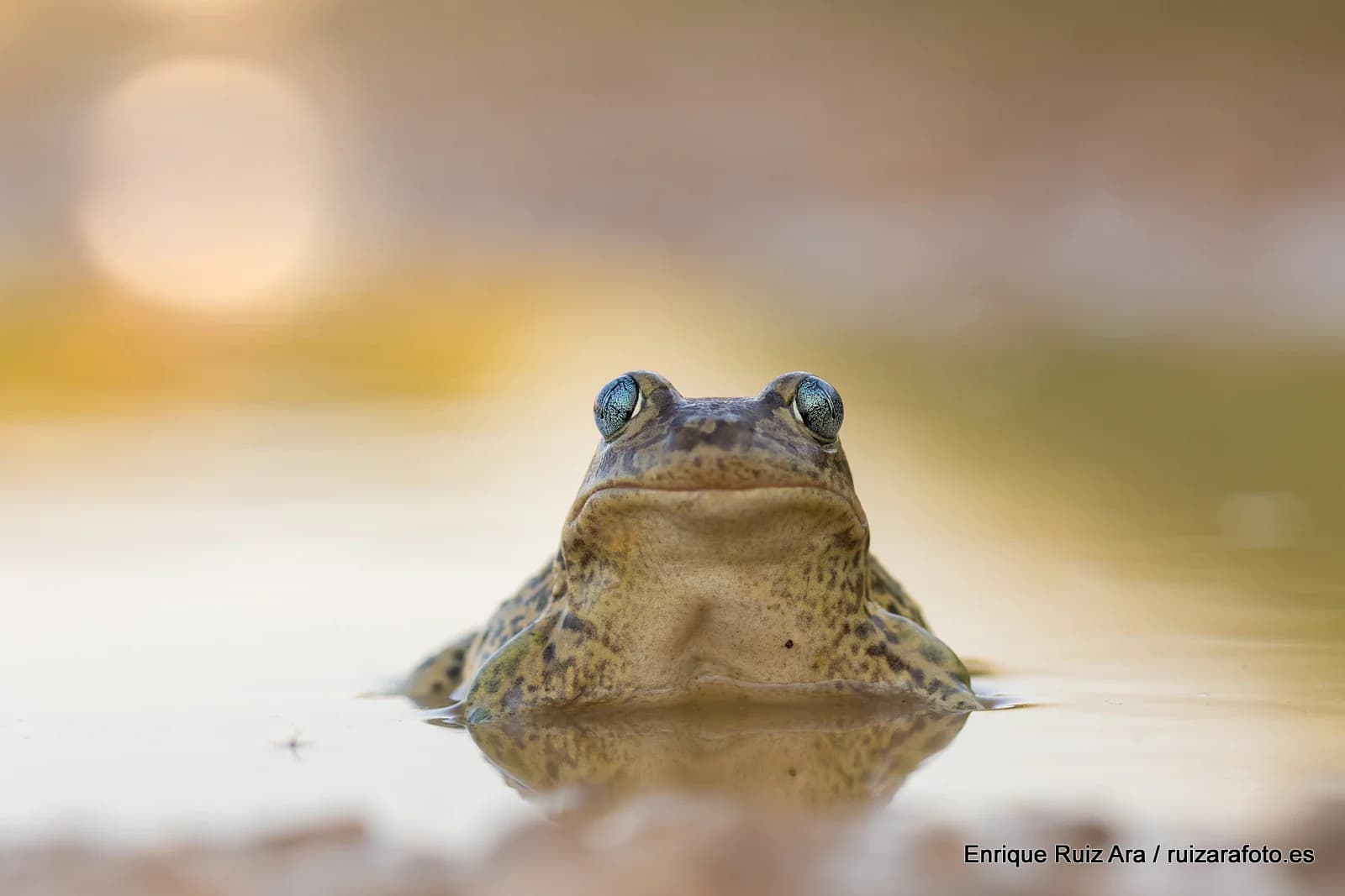 Prospección Nocturna